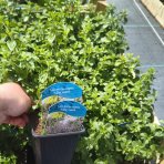 Marulka kocúrnik (Calamintha nepeta ssp. nepeta) - kont. P9